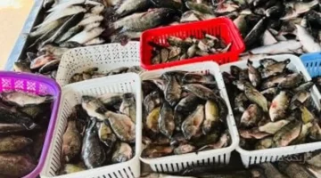 البلطي بـ 70 جنيهًا.. أسعار الأسماك اليوم تشهد استقرارًا وهذا تحديث القائمة الكاملة 1